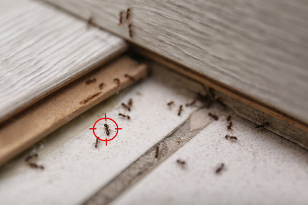Best Best Pest Control Companies  in North Hornell, NY