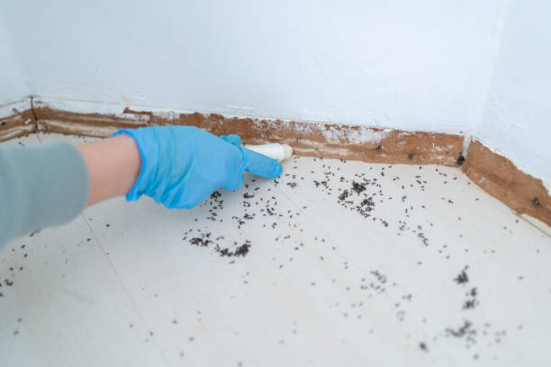 Best Pest Removal Services  in North Hornell, NY